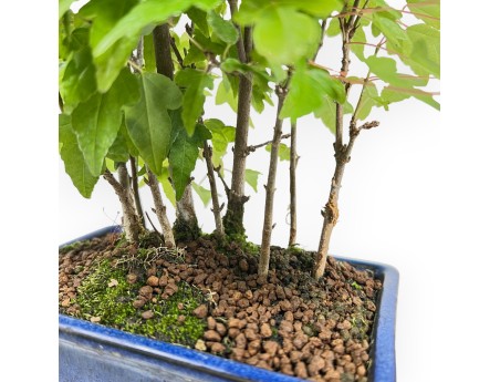 Acer Buergerianum - Érable - 28 cm