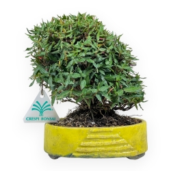 Trachelospermum Asiaticum - Gelsomino Orientale - 18 cm