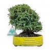 Trachelospermum Asiaticum - Gelsomino Orientale - 18 cm
