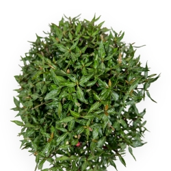 Trachelospermum Asiaticum - Gelsomino Orientale - 18 cm