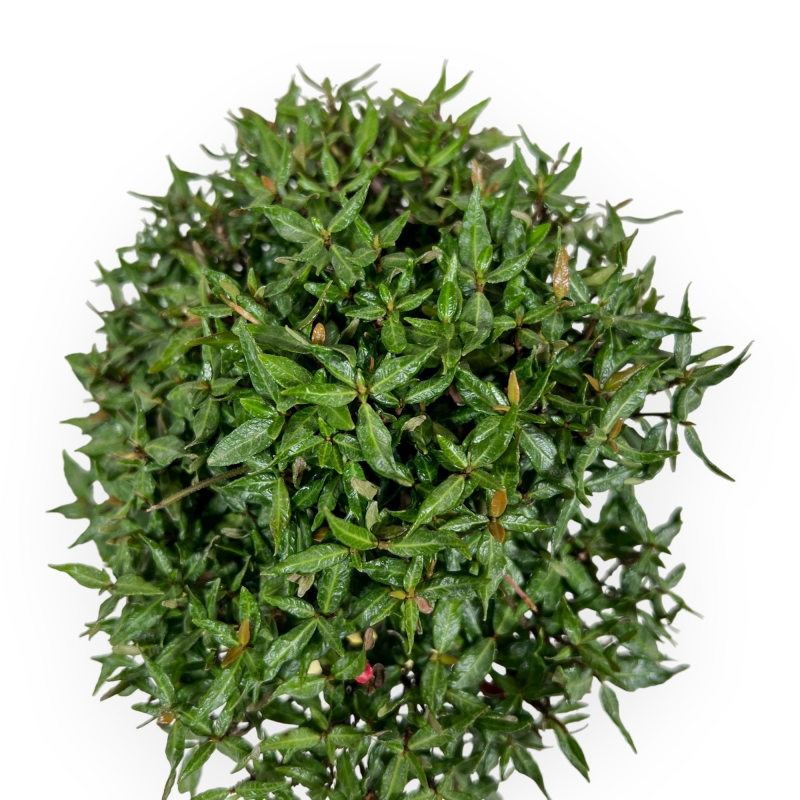 Trachelospermum Asiaticum - Gelsomino Orientale - 18 cm