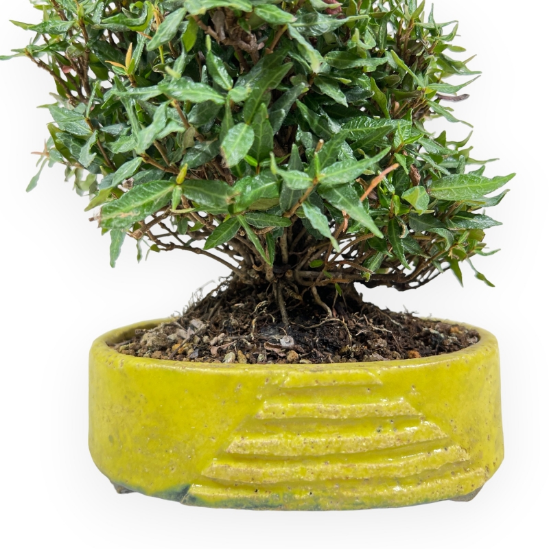 Trachelospermum Asiaticum - Gelsomino Orientale - 18 cm