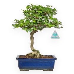 Premna Japonica - 34 cm
