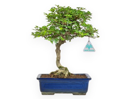 Premna Japonica - 34 cm