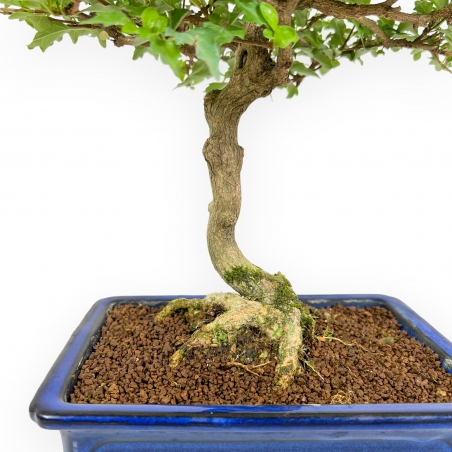 Premna Japonica - 34 cm