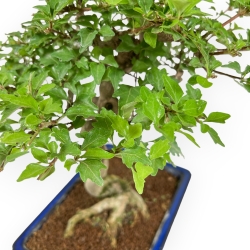 Premna Japonica - 34 cm