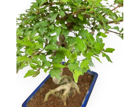 Premna Japonica - 34 cm