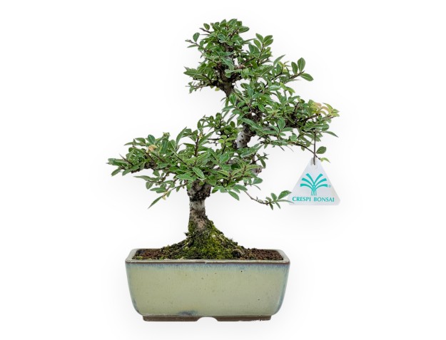 Ulmus Parviflora - Olme - 26 cm