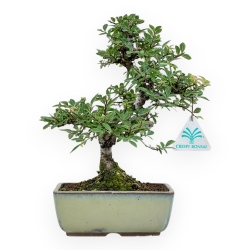 Ulmus Parviflora - Olmo - 26 cm
