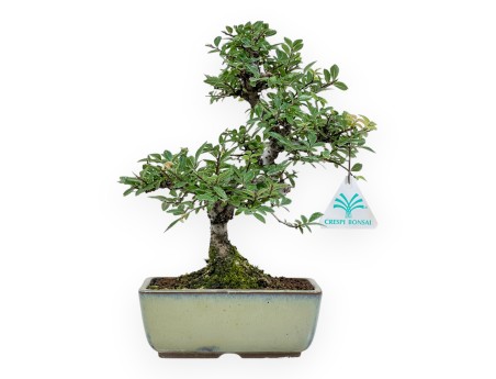 Ulmus Parviflora - Olmo - 26 cm