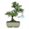 Ulmus Parviflora - Olmo - 26 cm