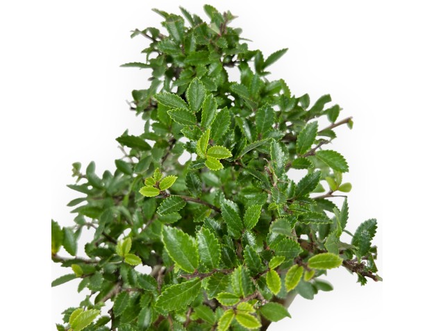 Ulmus Parviflora - Elm - 26 cm 2