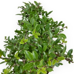 Ulmus Parviflora - Olmo - 26 cm