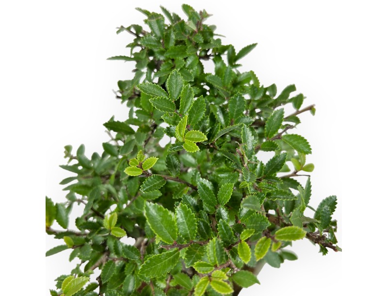 Ulmus Parviflora - Elm - 26 cm