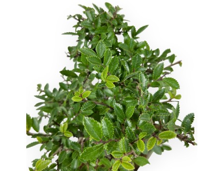 Ulmus Parviflora - Elm - 26 cm
