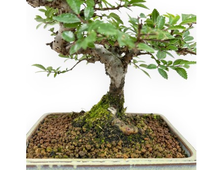 Ulmus Parviflora - Elm - 26 cm