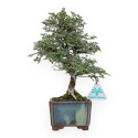 Ulmus Parviflora - Olmo - 28 cm