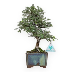 Ulmus Parviflora - Olmo - 28 cm
