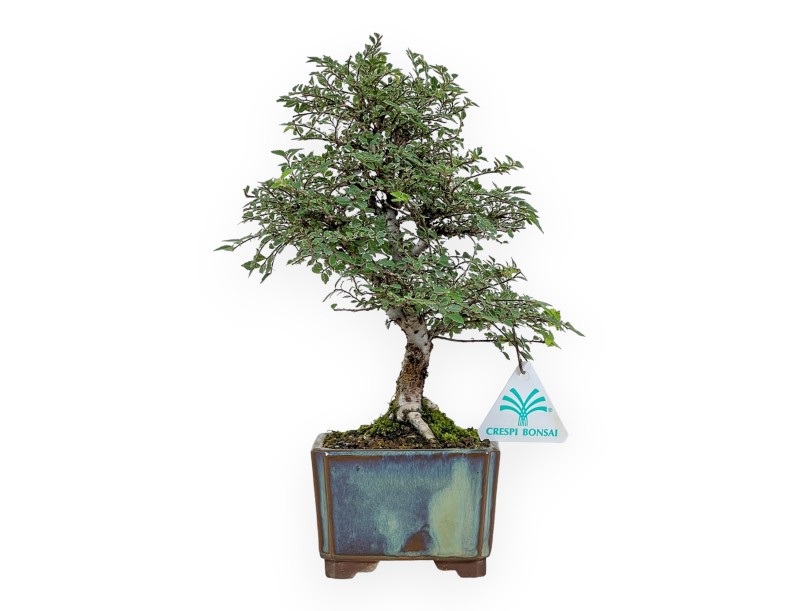 Ulmus parviflora - Orme - 28 cm
