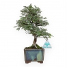 Ulmus Parviflora - Elm - 28 cm