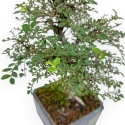 Ulmus Parviflora - Olmo - 28 cm