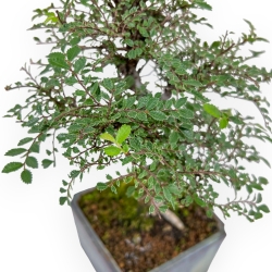 Ulmus Parviflora - Olmo - 28 cm