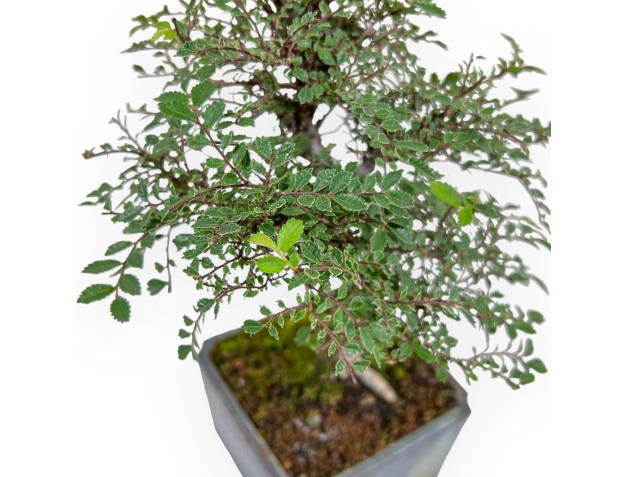Ulmus parviflora – Ulme – 28 cm 2