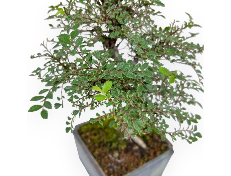 Ulmus parviflora – Ulme – 28 cm