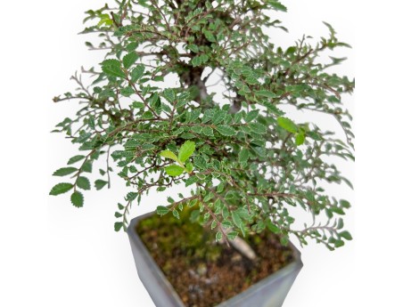 Ulmus parviflora - Iep - 28 cm