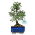 Ulmus Parviflora - Elm - 27 cm