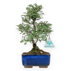 Ulmus Parviflora - Elm - 27 cm