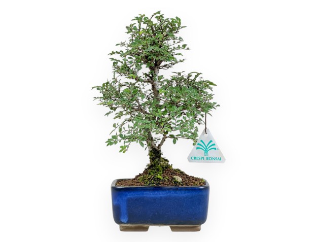 Ulmus parviflora – Ulme – 27 cm