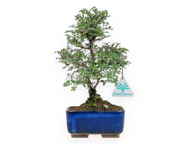 Ulmus parviflora – Ulme – 27 cm