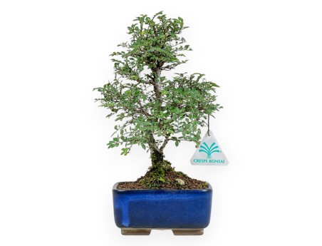 Ulmus Parviflora - Olmo - 27 cm