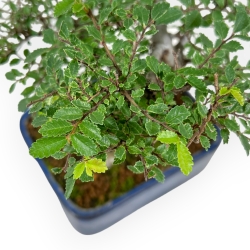 Ulmus Parviflora - Elm - 27 cm