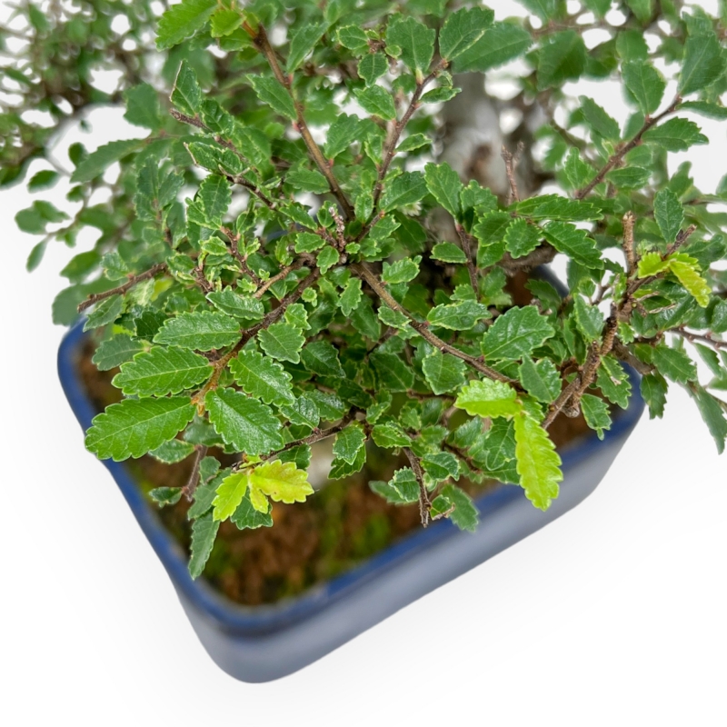 Ulmus Parviflora - Elm - 27 cm