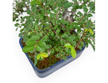 Ulmus Parviflora - Olme - 27 cm
