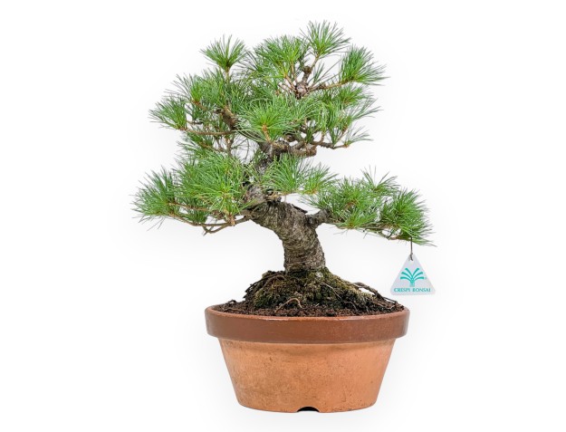 Pinus Pentaphylla Nasukomachi - Den - 40 cm