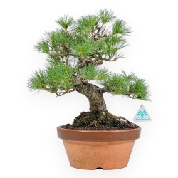 Pinus Pentaphylla Nasukomachi - Pin à cinq aiguilles - 40 cm