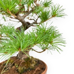 Pinus Pentaphylla Nasukomachi - Pin à cinq aiguilles - 40 cm