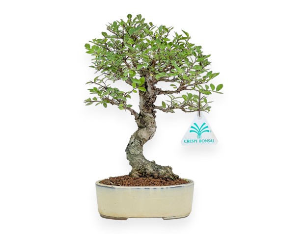 Ulmus Parviflora - Elm - 25 cm