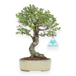 Ulmus Parviflora - Olme - 25 cm