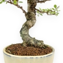 Ulmus Parviflora - Olme - 25 cm