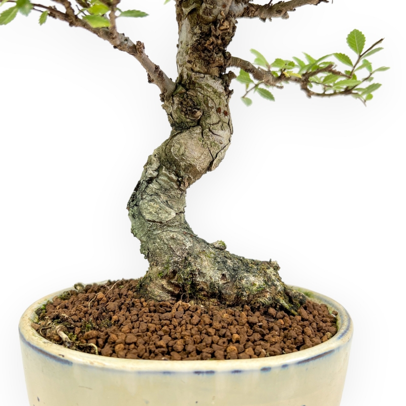 Ulmus Parviflora - Olme - 25 cm