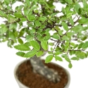 Ulmus Parviflora - Olme - 25 cm