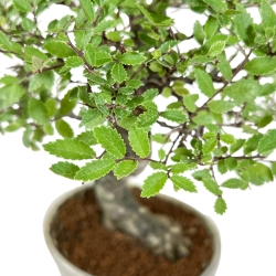 Ulmus Parviflora - Olme - 25 cm
