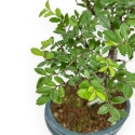 Ulmus Parviflora - Olmo - 25 cm