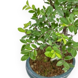 Ulmus Parviflora - Olme - 25 cm