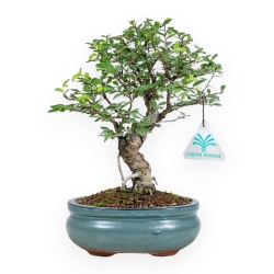 Ulmus Parviflora - Olme - 25 cm