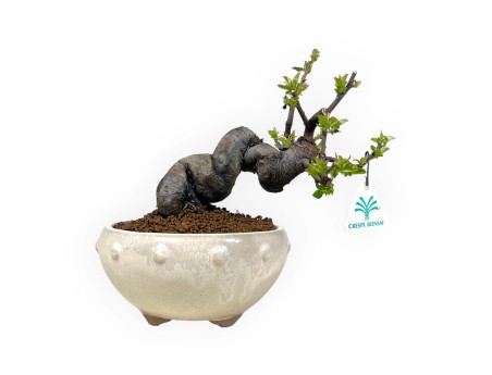 Pseudocydonia Chinensis - Apple Tree - 24 cm